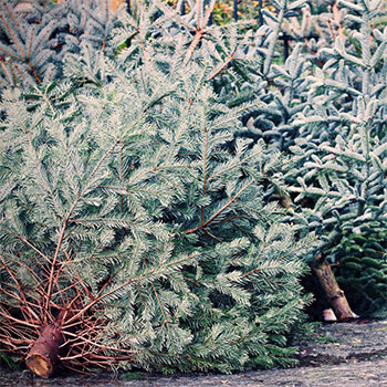 discarded Christmas trees laying on sides