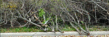 brush at curbside awaiting pickup
